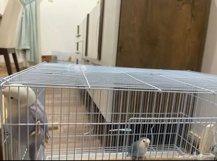 جوز روز منتج غير أليف معه فرخين و ثلاث بيضات مخصبه 2