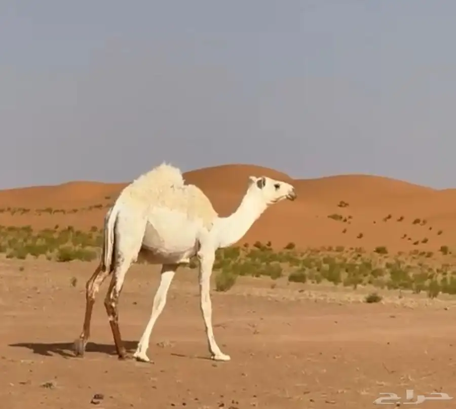بكار 1