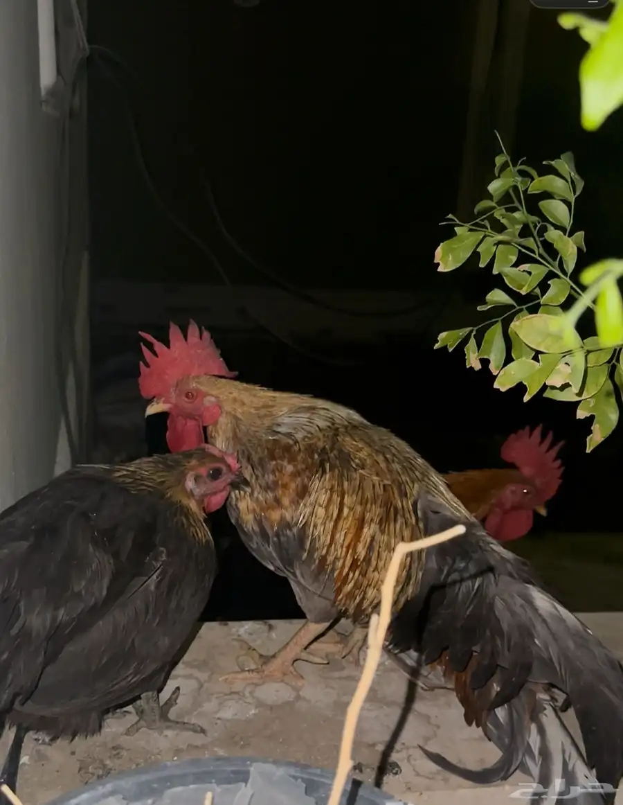 دجاج 2