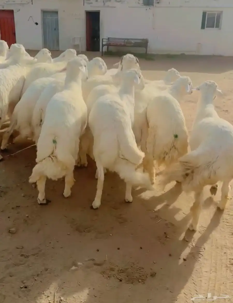 خرفان جبر ناهي اطراف وشعره وضهور مغلقات شحم 0