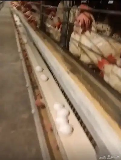 دجاج ابيض بياض 0