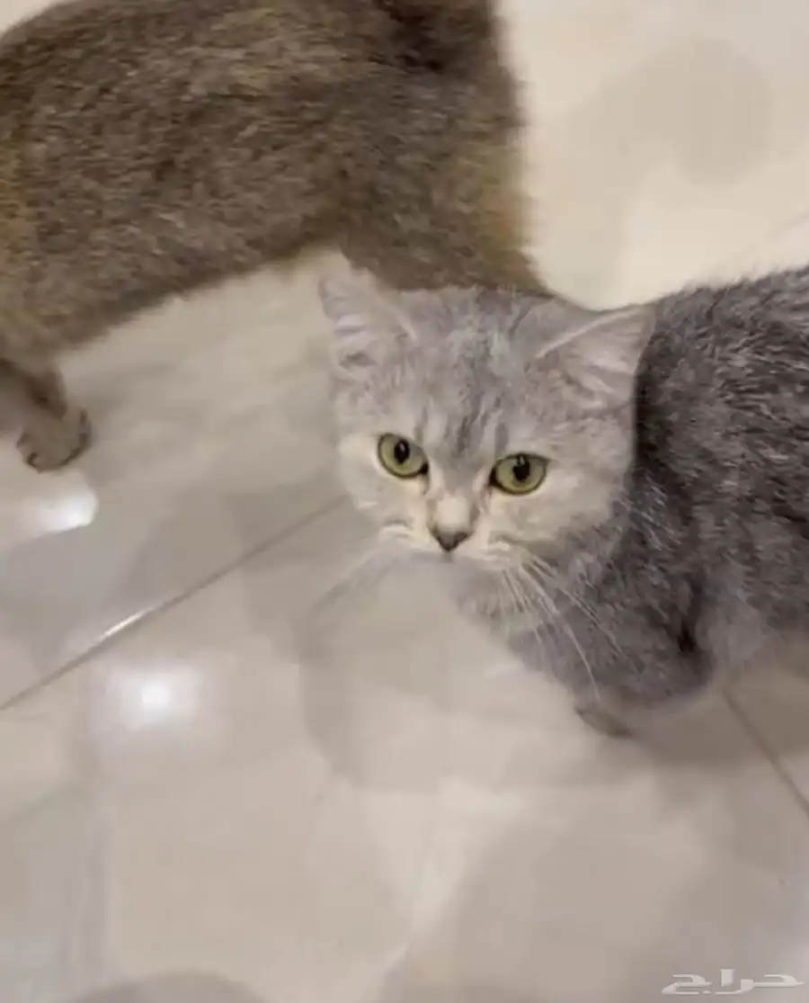 قطه ضايعه 0