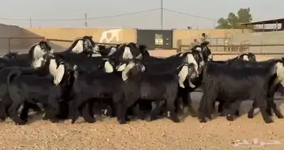 معزا عوارض متابيع ومضاريع عيالها منادي العدد 13 معها 10 1