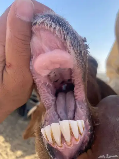 نعجه مضرع 5