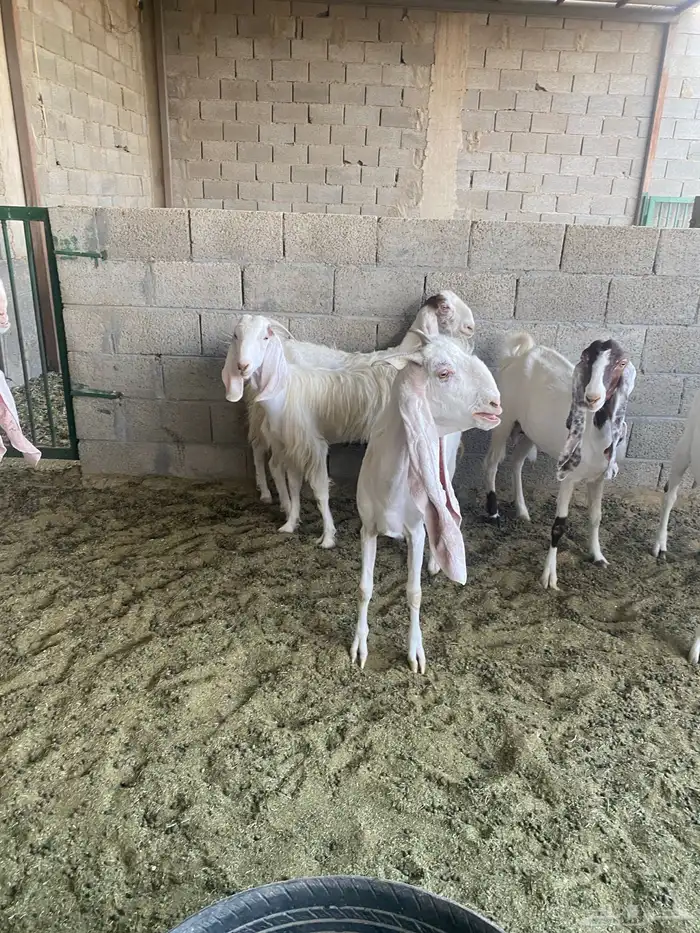 معزا مشاريك خصم بفحلها متابيع 5