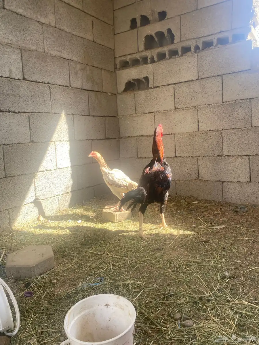 زوج سندي 8
