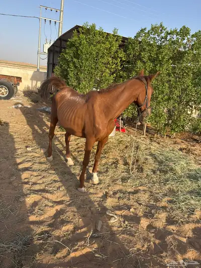 فرس شعبيه 10