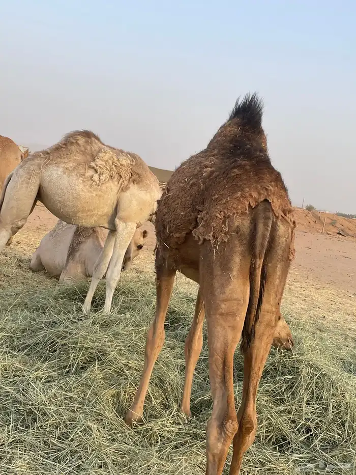 بكرة مفرودة طيبة جدا 6