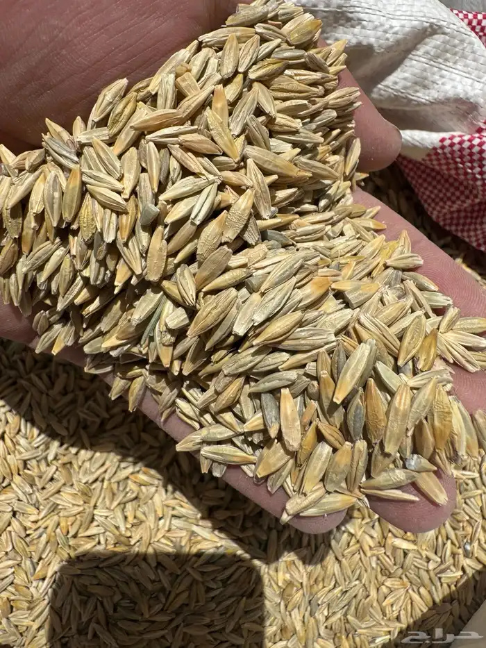 شعير بلدي نضيف 5