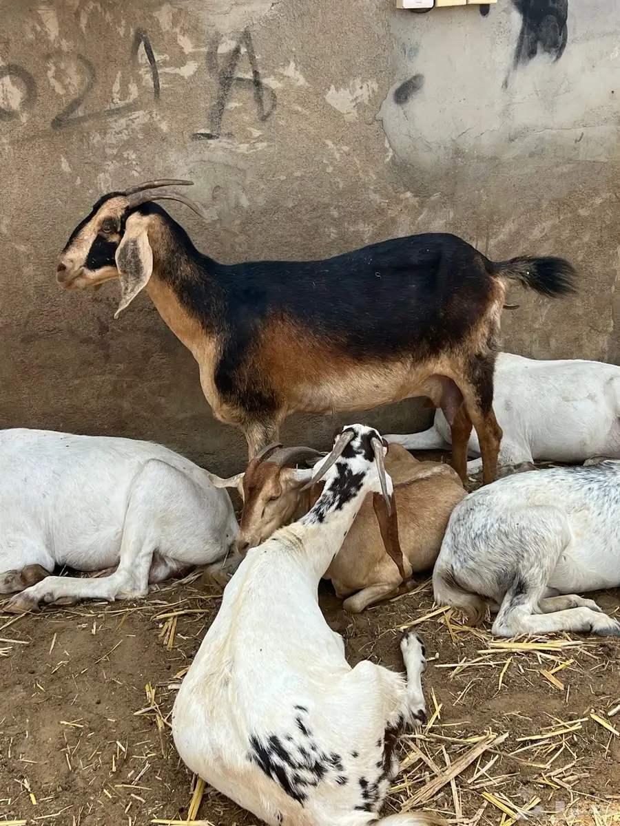 عنز فاخرة للبيع 5