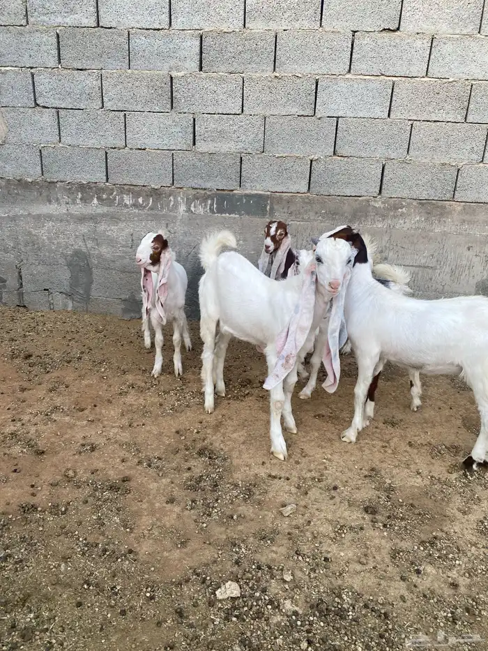 معزا مشاريك خصم بفحلها متابيع 0