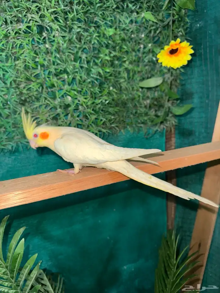 كروانات و كنيور اليفه هدد  تم البيع 3