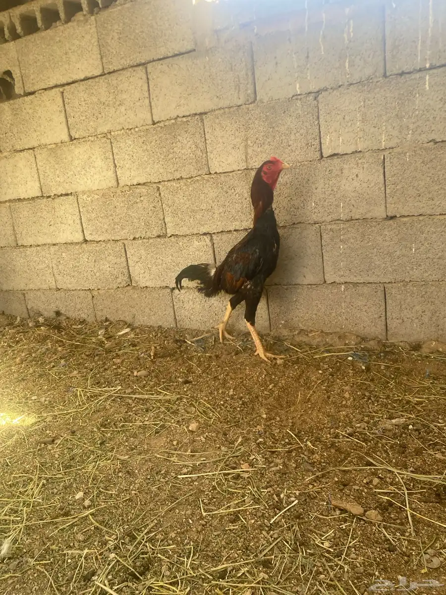 زوج سندي 6