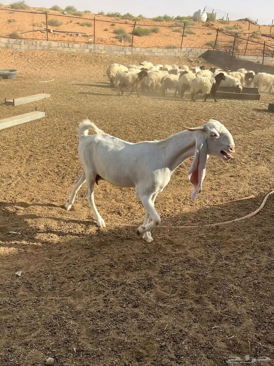 للبيع مشاريع فحول تيوس مطورة 9