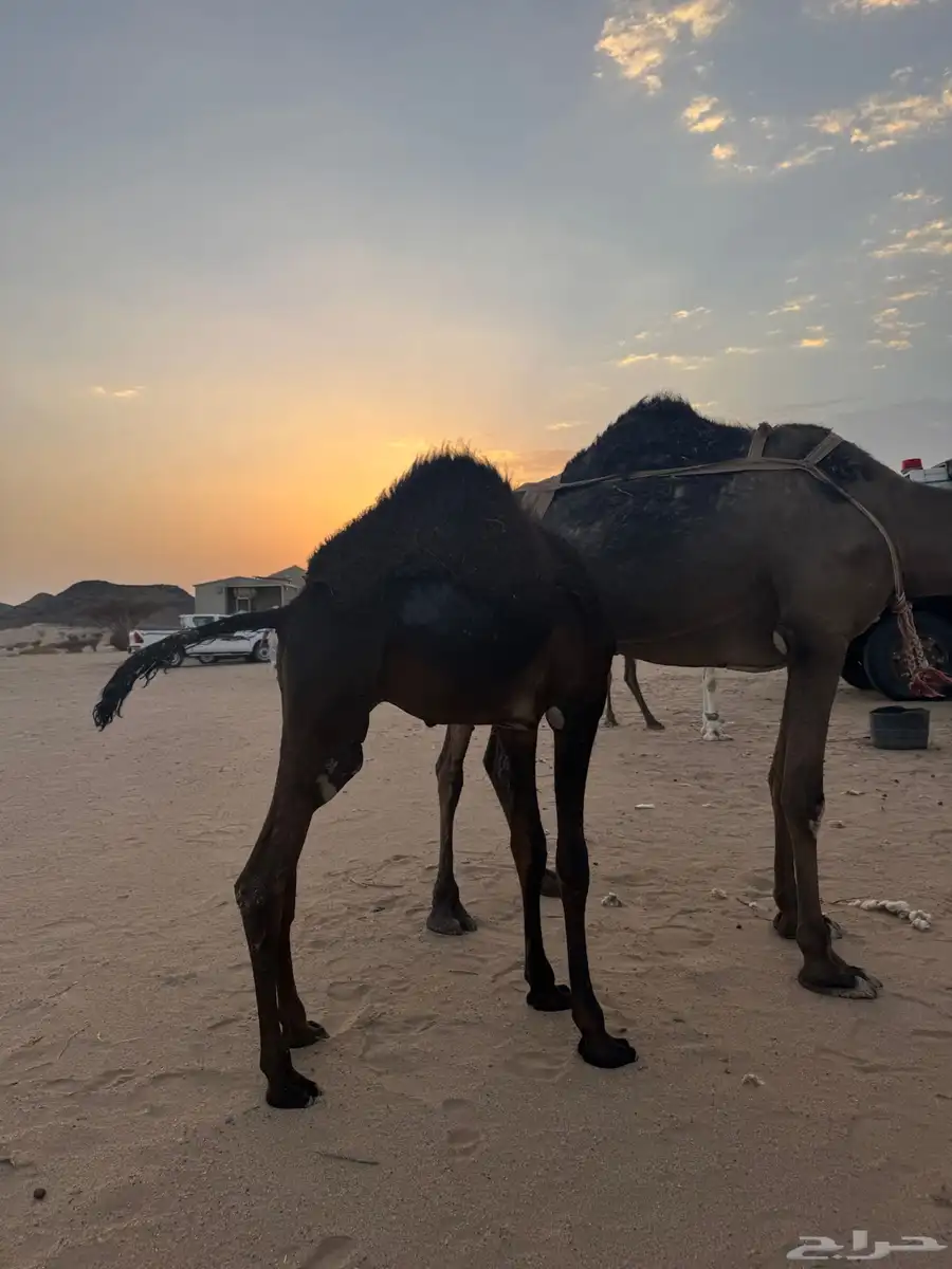 قعود 1