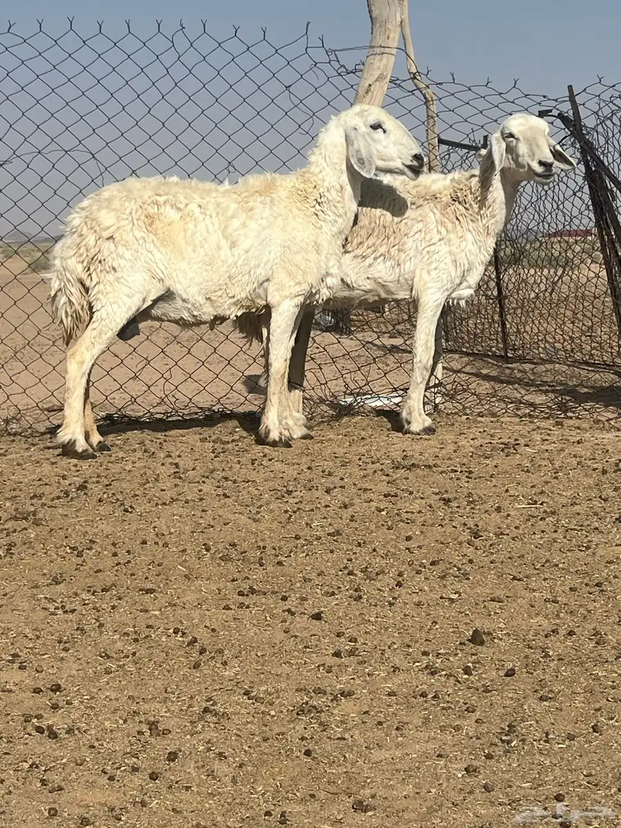 للبيع حريات 2
