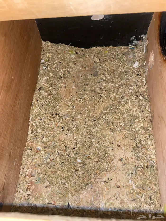 حضانة طيور 3