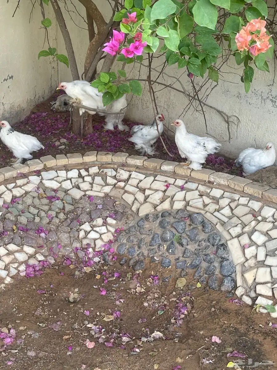 دجاج كوشن 0