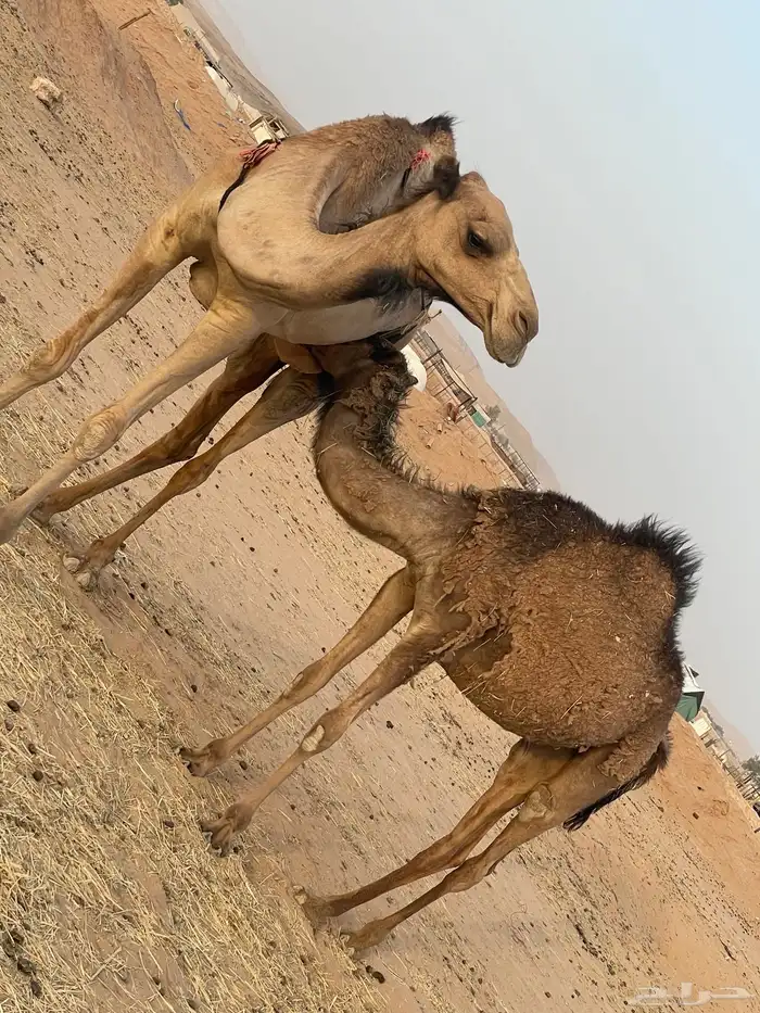 بكرة مفرودة طيبة جدا 0