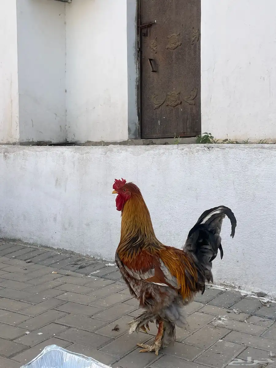 للبيع ديوك مهجن براهم 3
