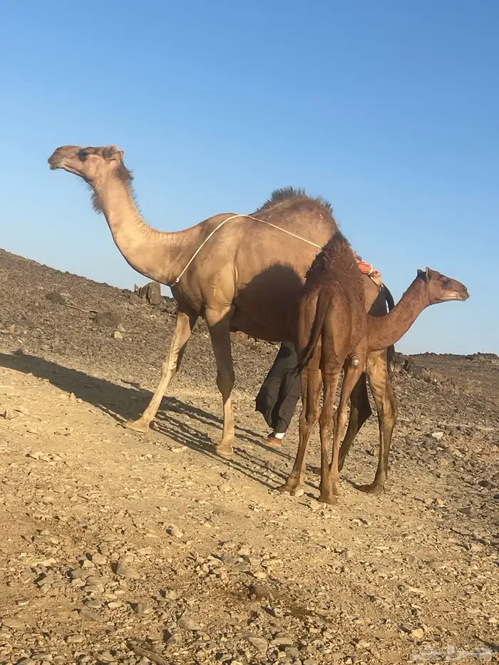 ناقه للبيع 0
