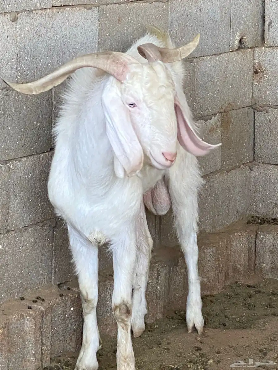 تيس للبيع 4