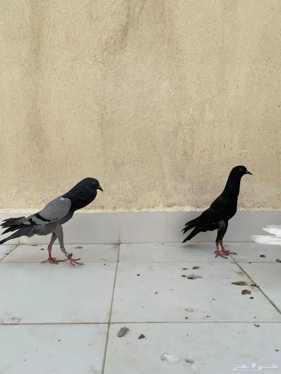 حمام نفاخ قلم 3
