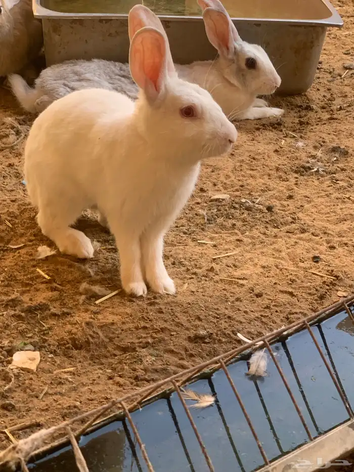 أرانب للبيع 4