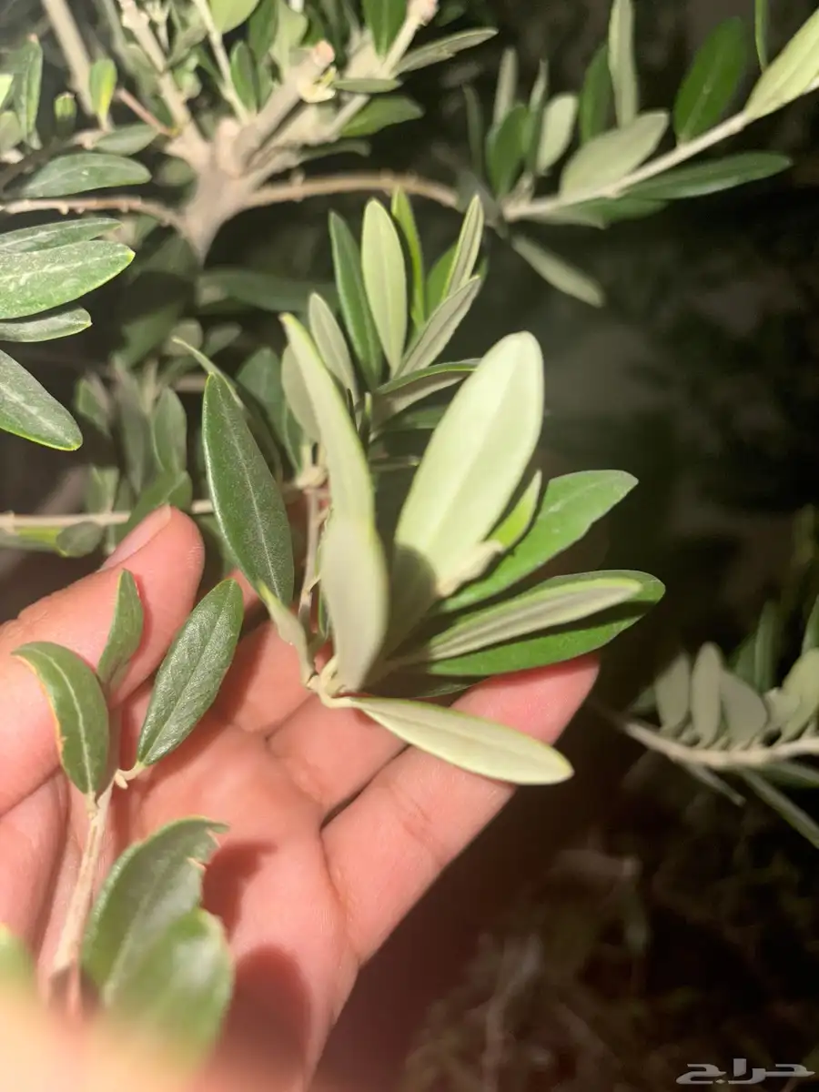 ورق الزيتون 1