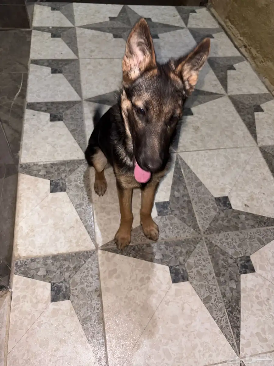 German shepherd dog 1