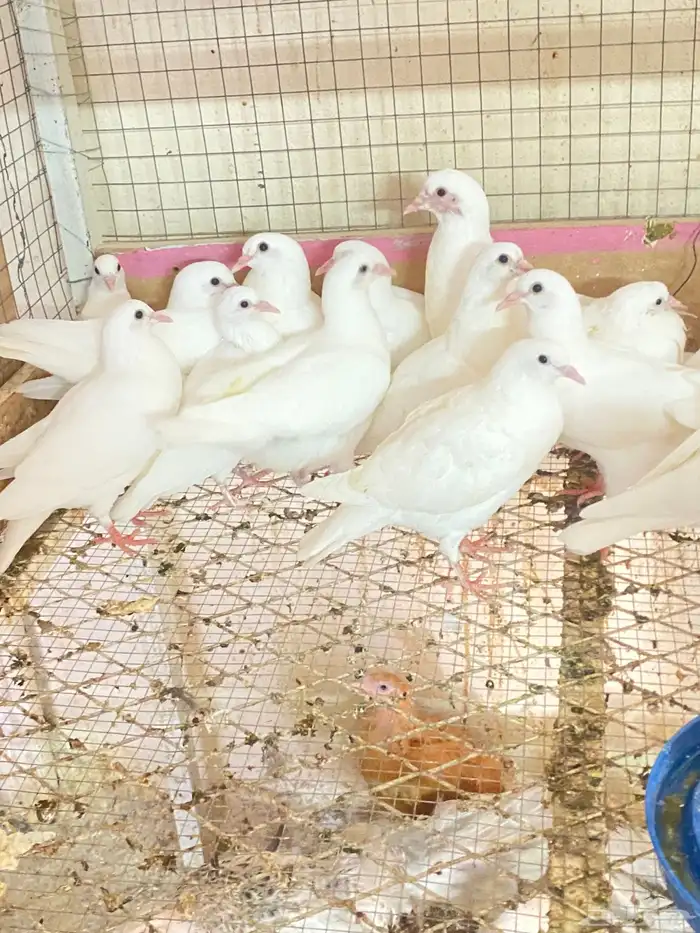 طبات حمام فرنسي 0