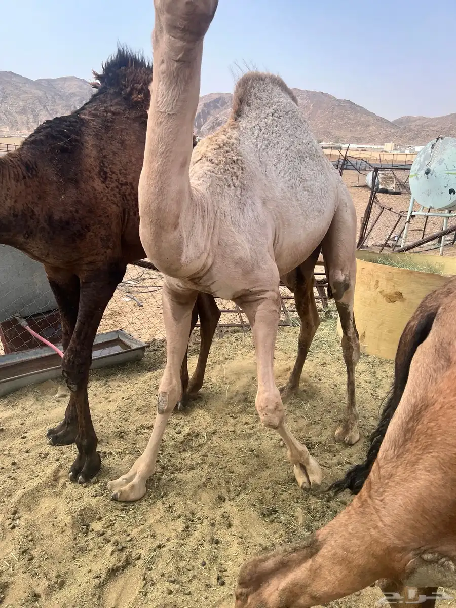قعدان بلدي كفو 3