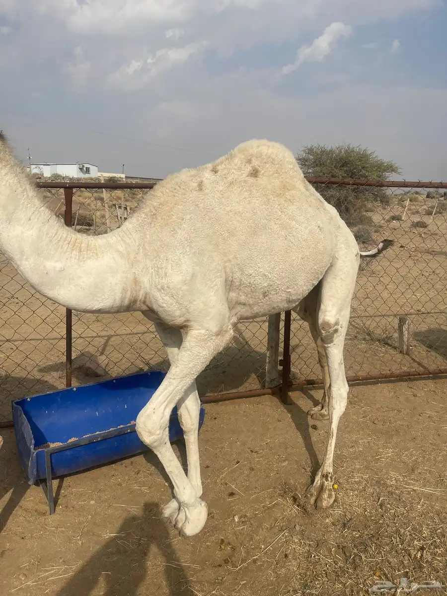 قعدان 1