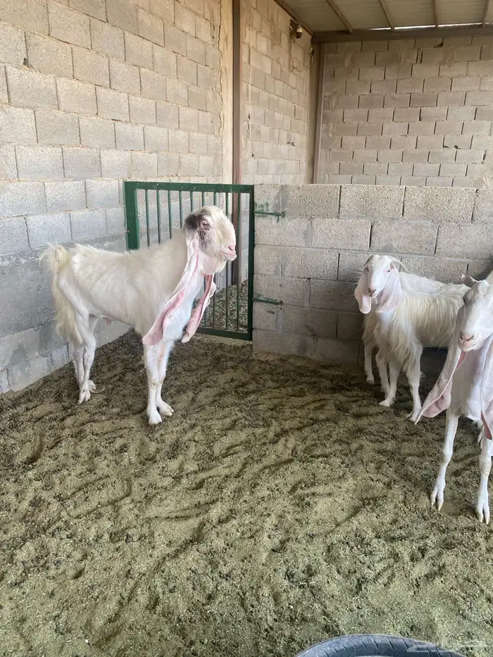 معزا مشاريك خصم بفحلها متابيع 4