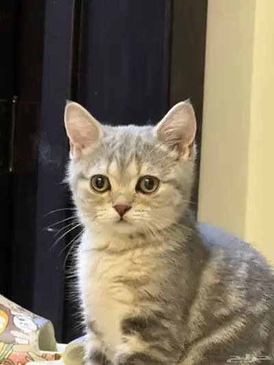 كيتن سكوتش للبيع 3