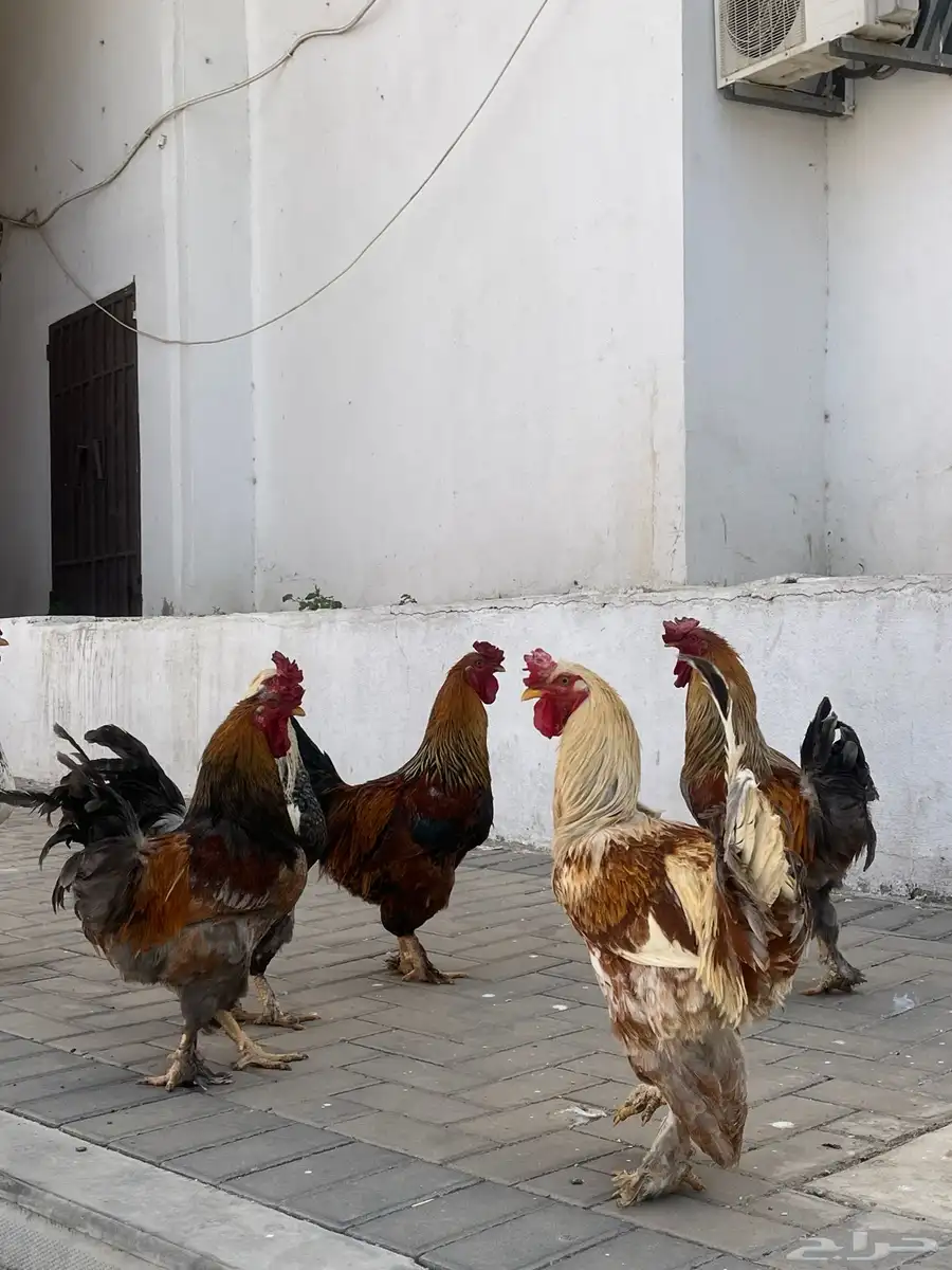 للبيع ديوك مهجن براهم 0