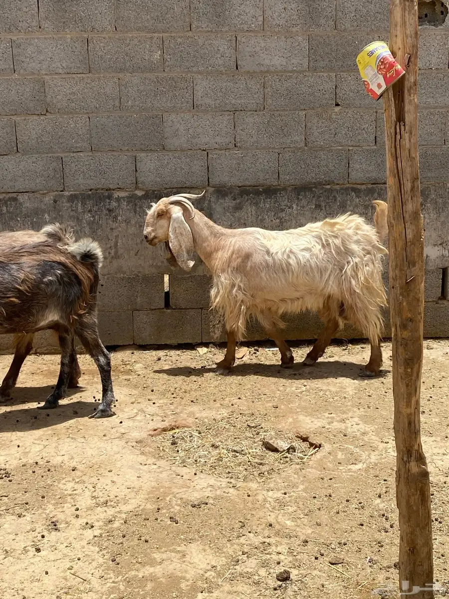 للبيع معزاء دفيع 5