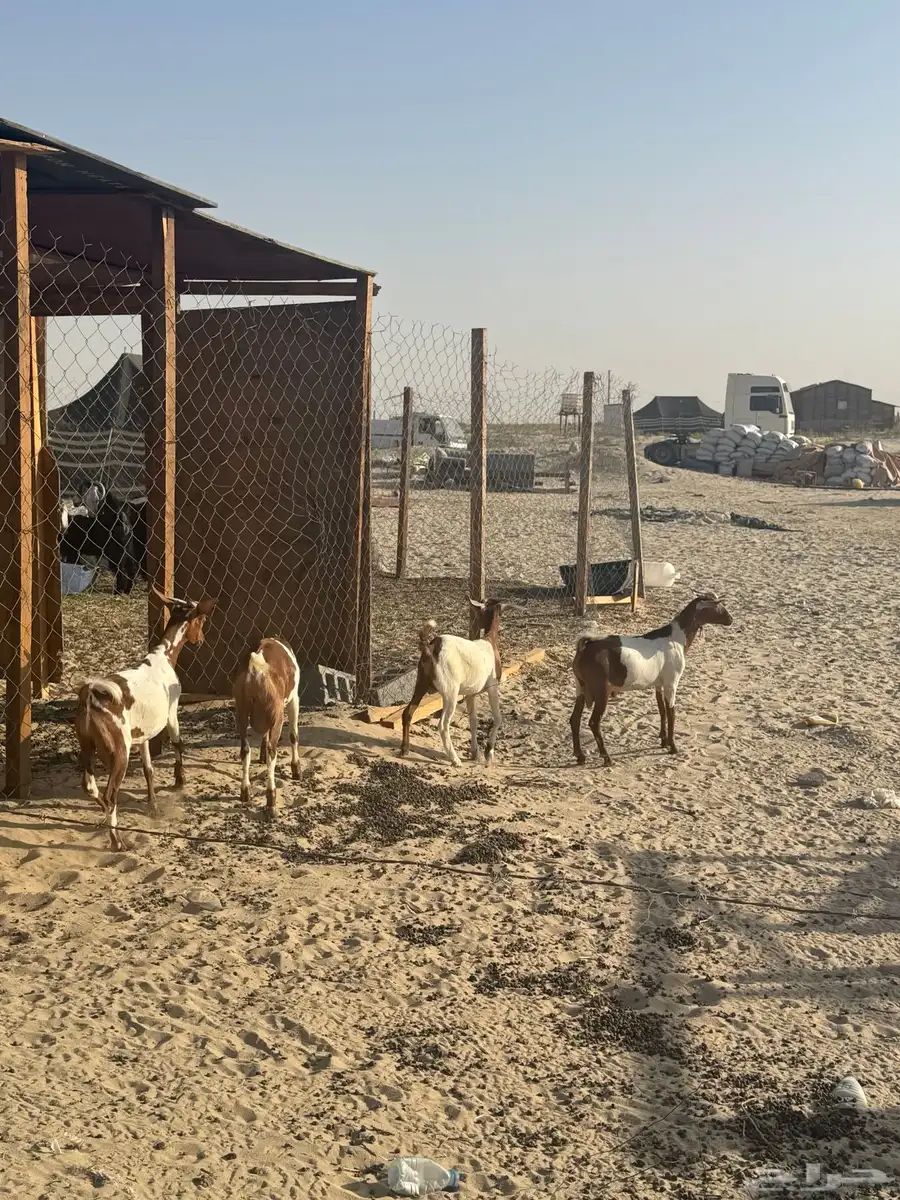 تيوس جنوبية 1