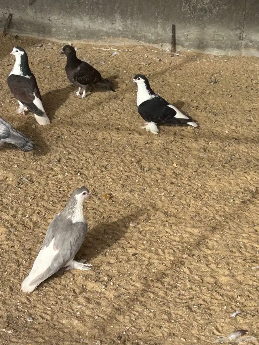 حمام شيرازي او بطريقي 4
