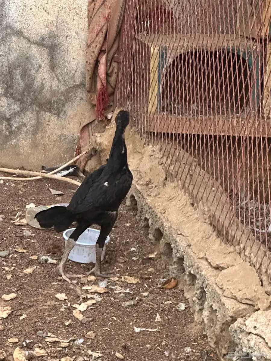 2دجاج فروخ شامو 2
