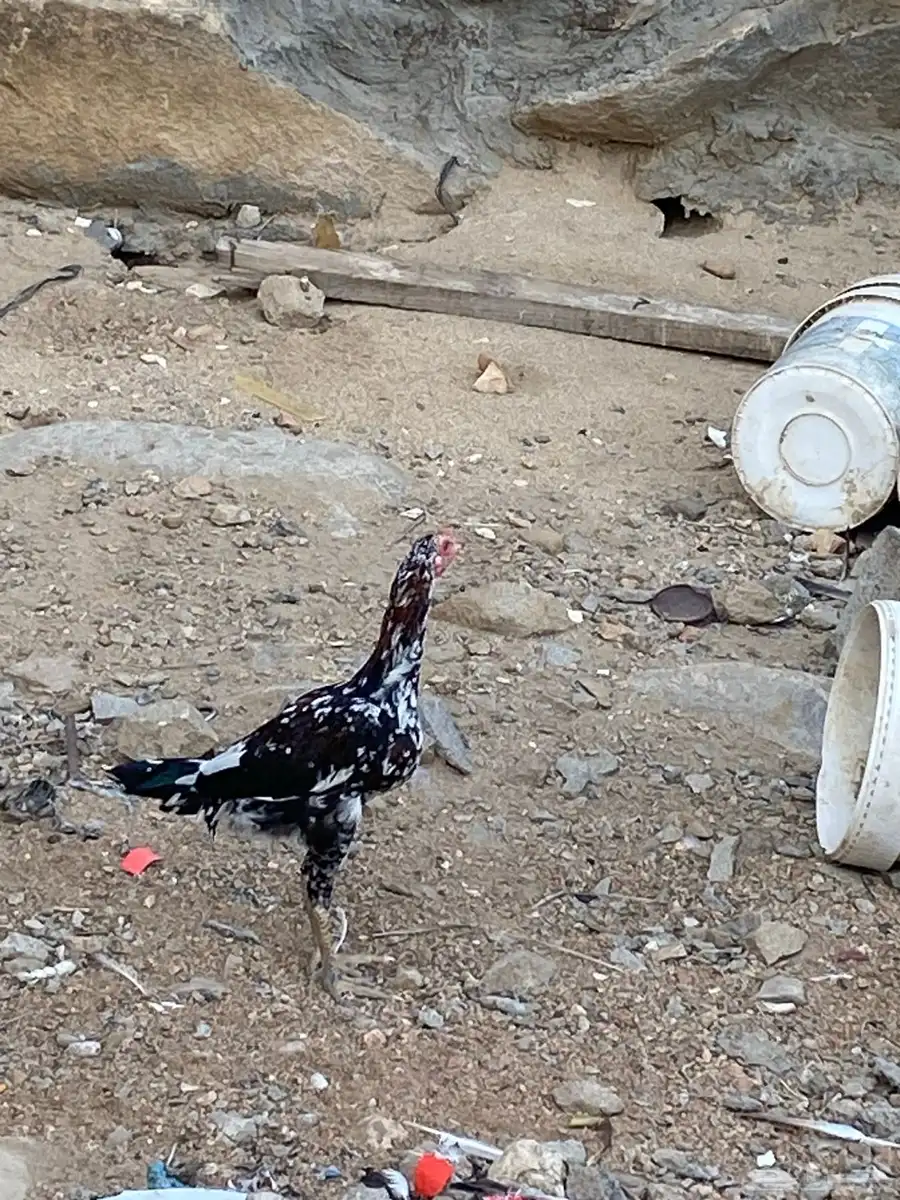 ديوك باكستانيه 0