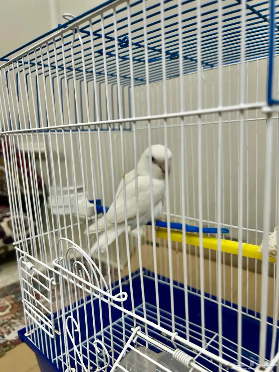 عصفور روز 3