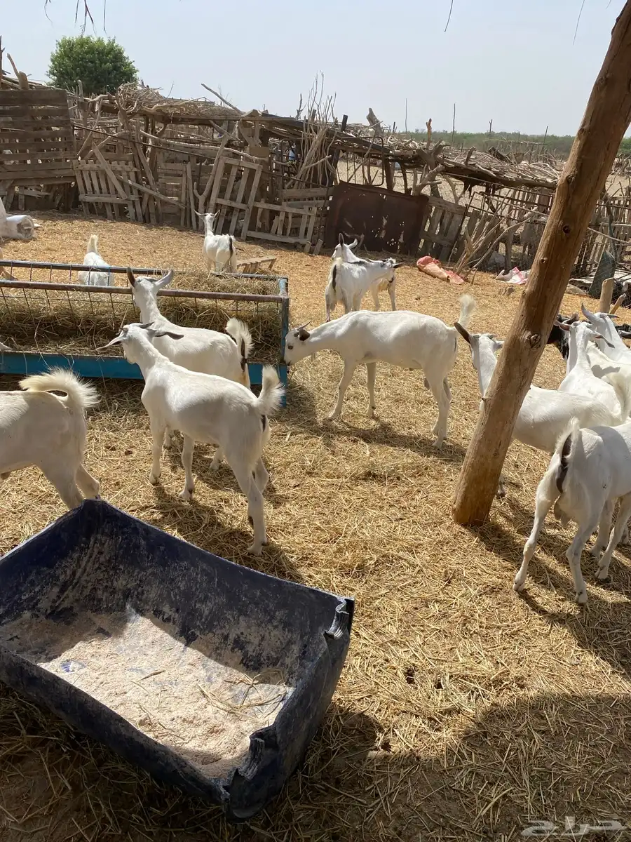 ماعز بلدي تيوس منادي ع الشرط وسمان والصور توضح ذالك والسوم 3
