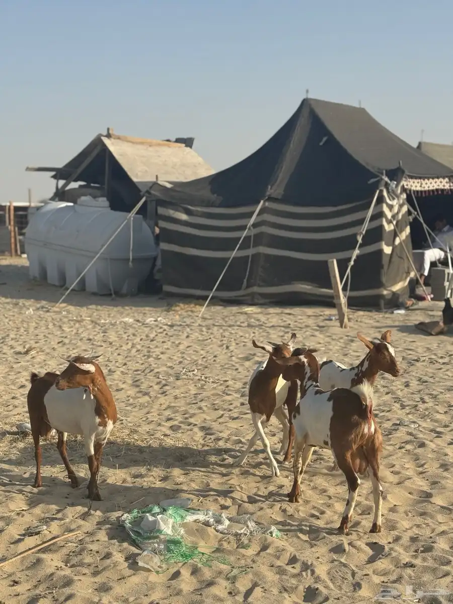 تيوس جنوبية 0