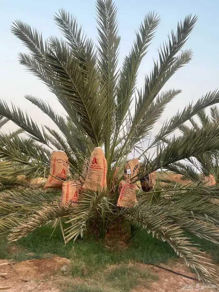 صيف مزرعه حبه فاخره مزرعه مخدومه الموقع خيبر السليم 3