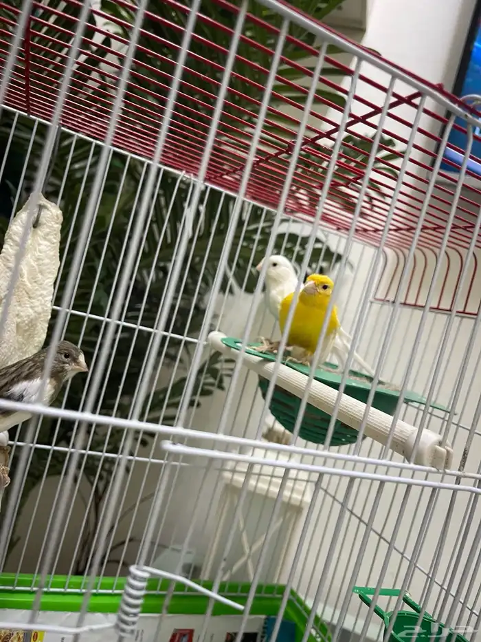 كناري ابيض ساده ذكر تغريد نار ذكر كناري ابيض بسمكتين حبشي 0