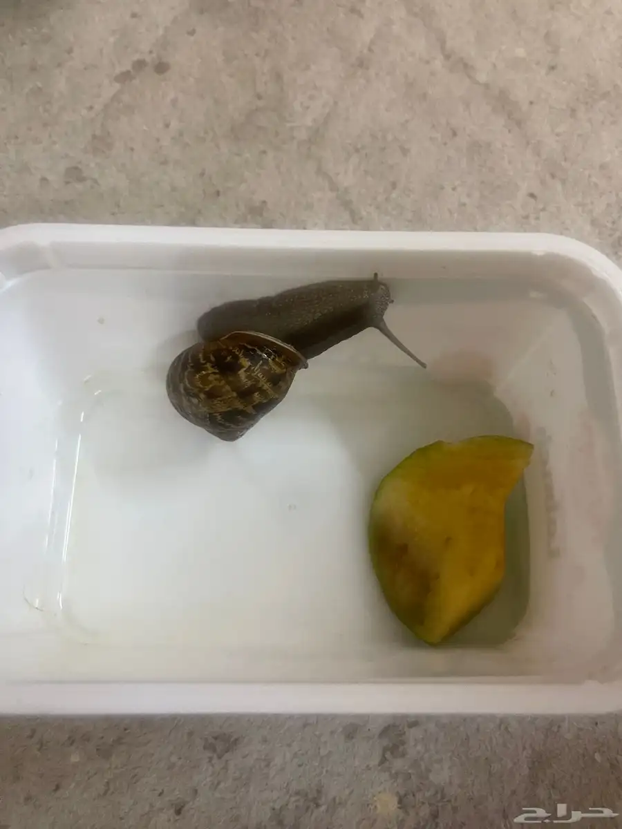 حلزون 1