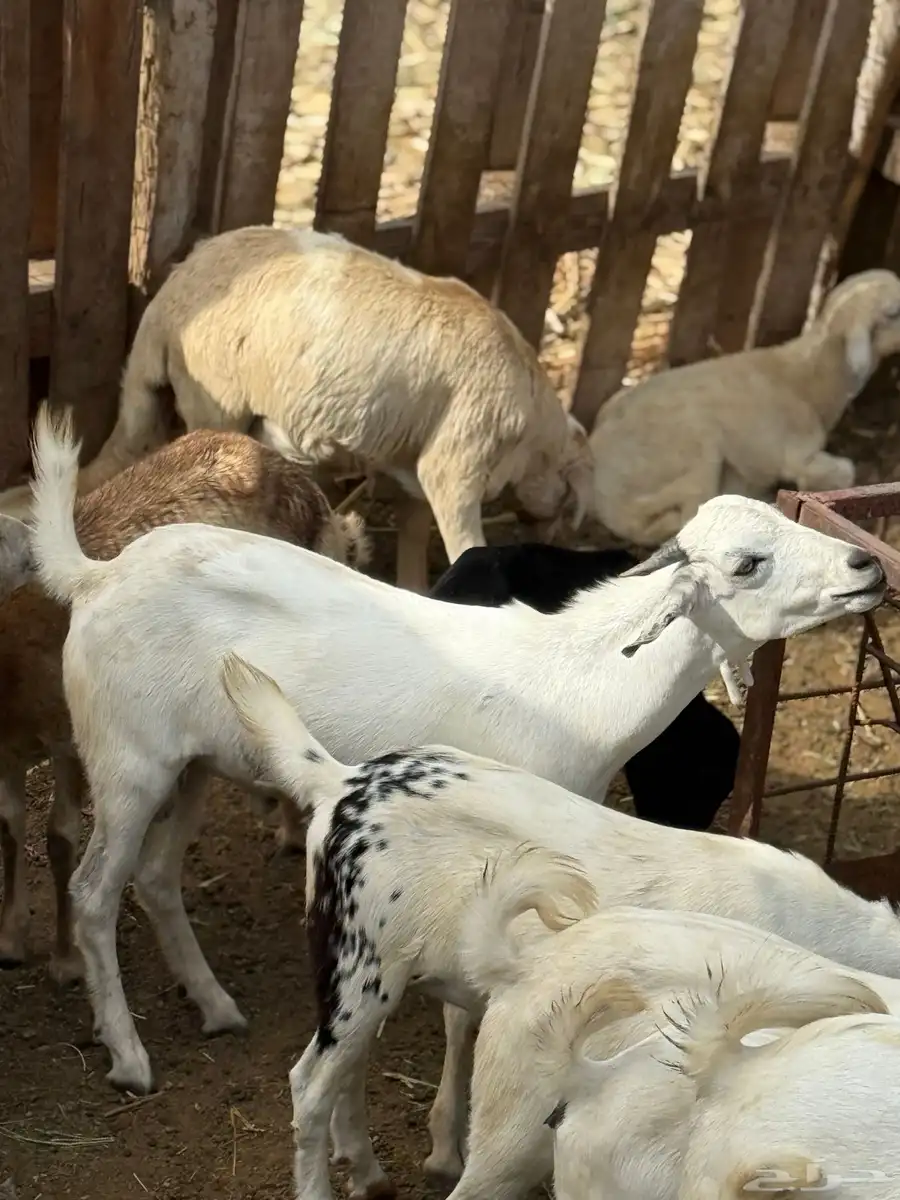 3 تيس بيشيات للبيع 4