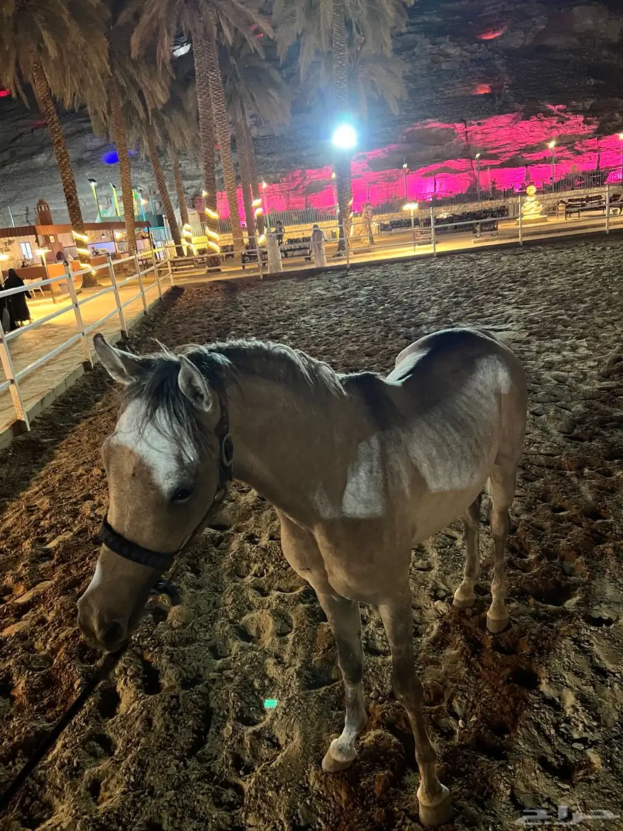 خيل شعبي 2