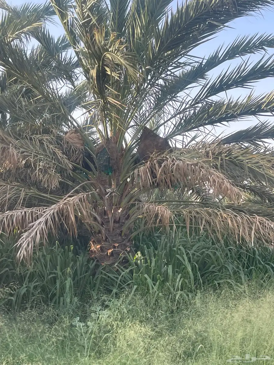 صيف مزرعه بوادي الفرع 6